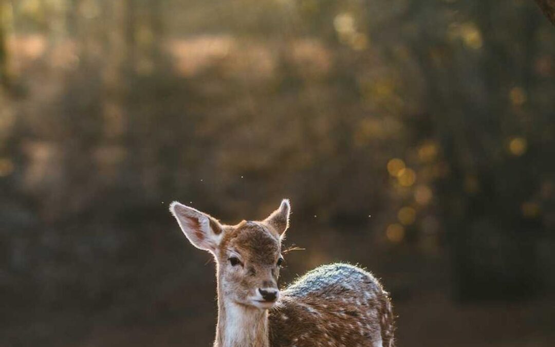 Veritatis et inventore dolorem